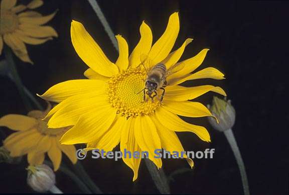 eriophyllum lanatum var grandiflorum 5 graphic